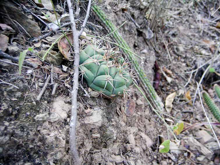 Gymnocalycium pflanzii